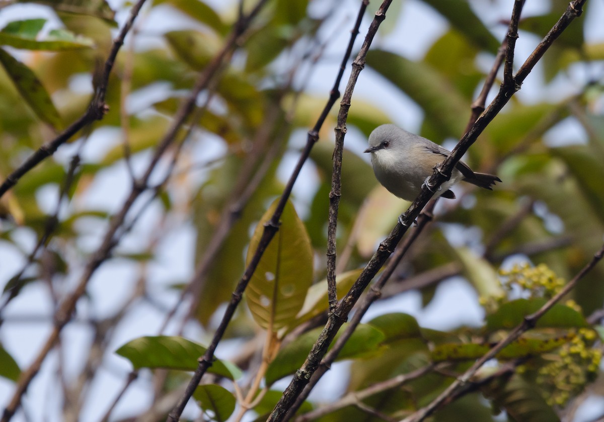 Mauritius Gray White-eye - ML647611357