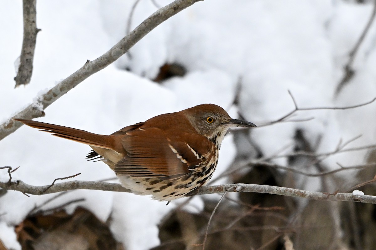 Cuitlacoche Rojizo - ML647611358