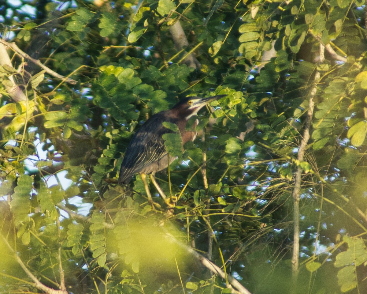 Зеленоспинная цапля - ML647611360