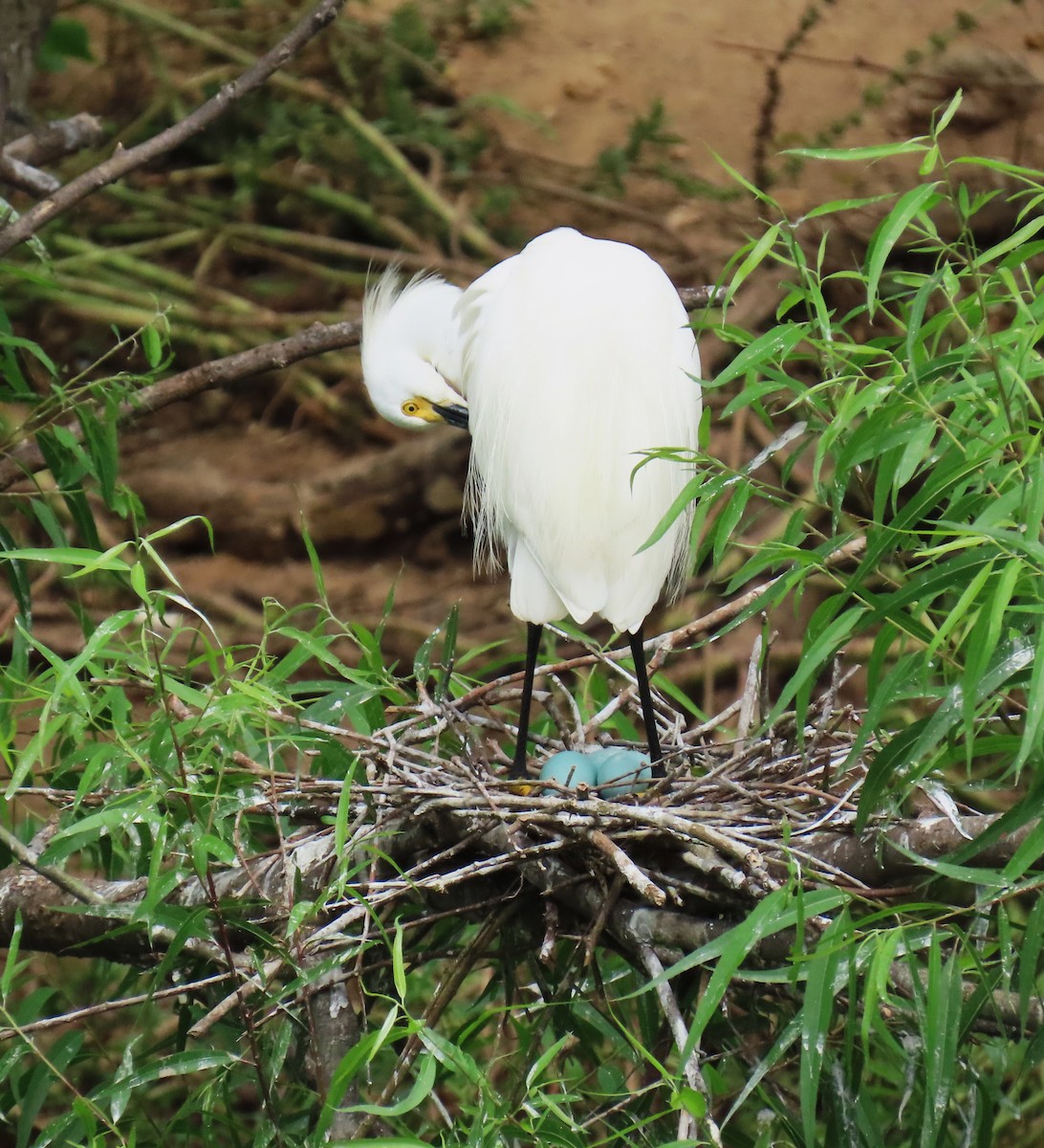 Снежная цапля - ML647611373