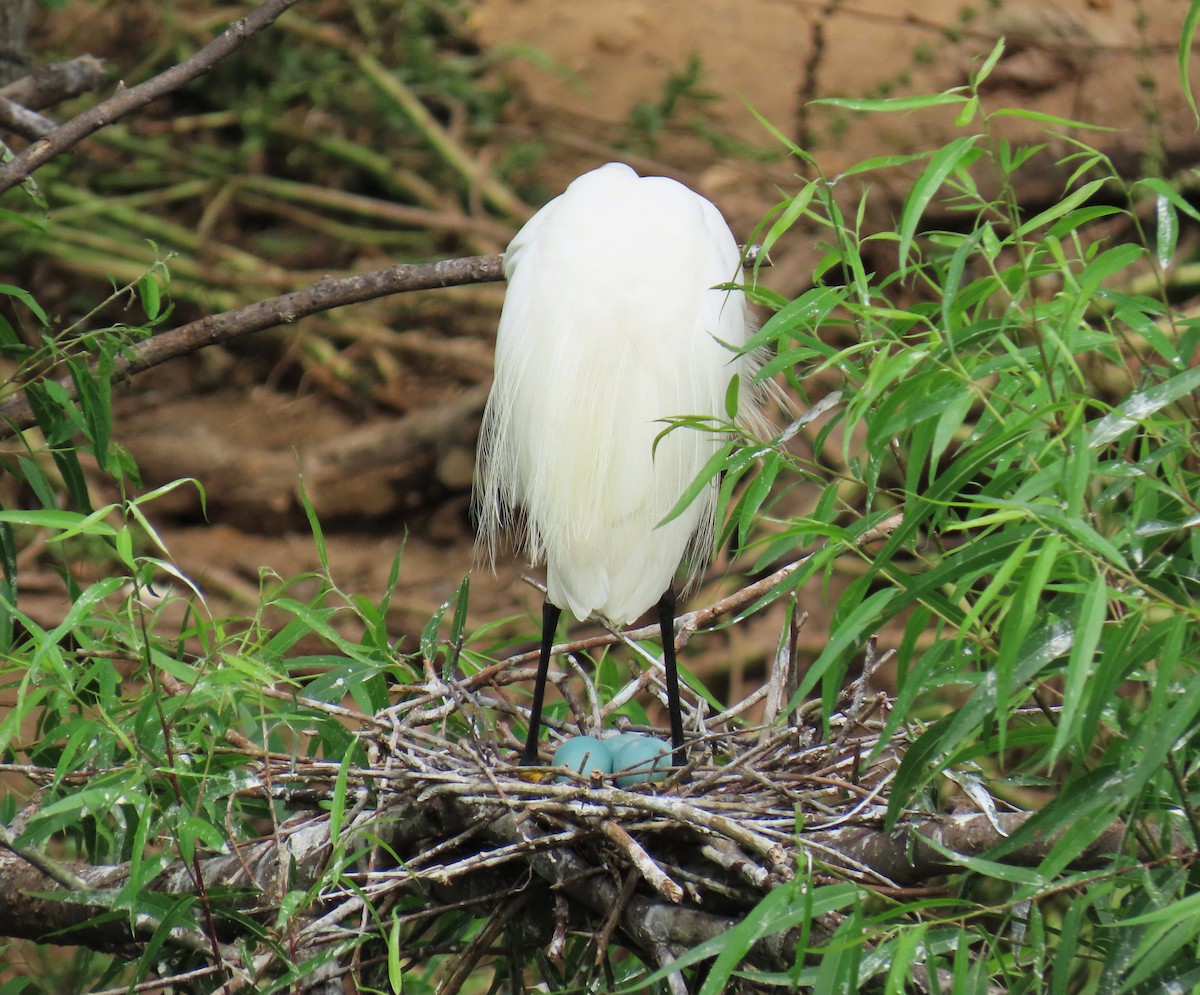 Снежная цапля - ML647611374