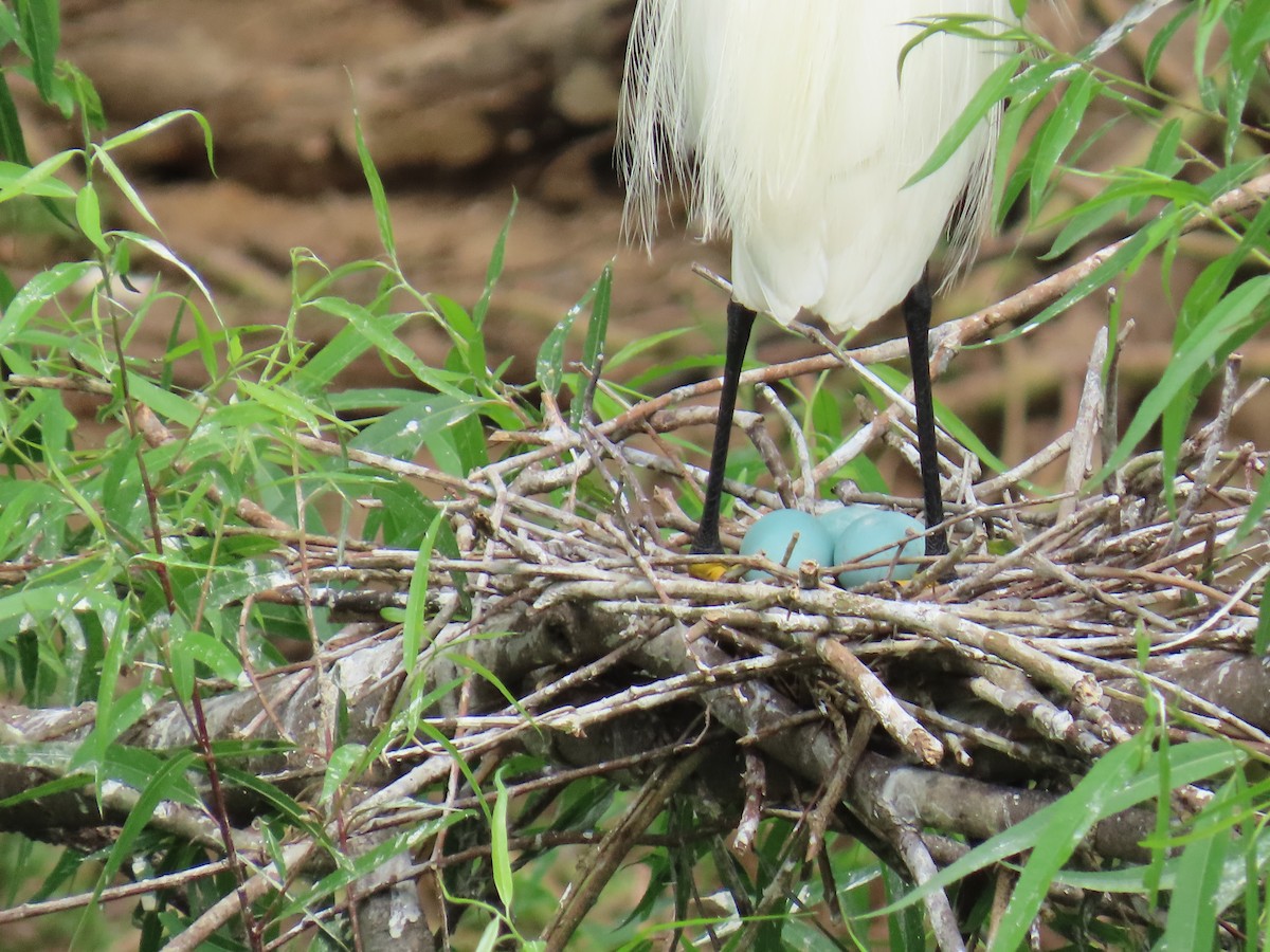 Снежная цапля - ML647611375