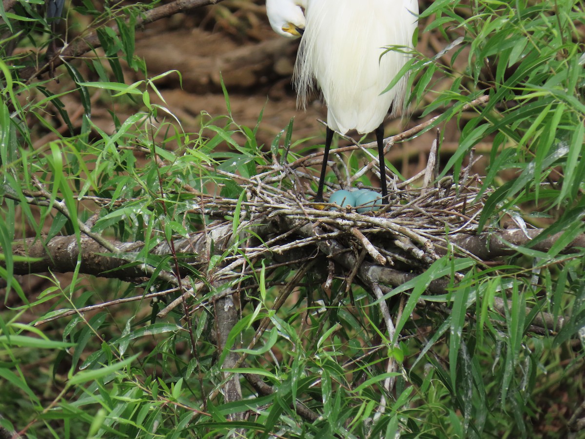 Снежная цапля - ML647611376