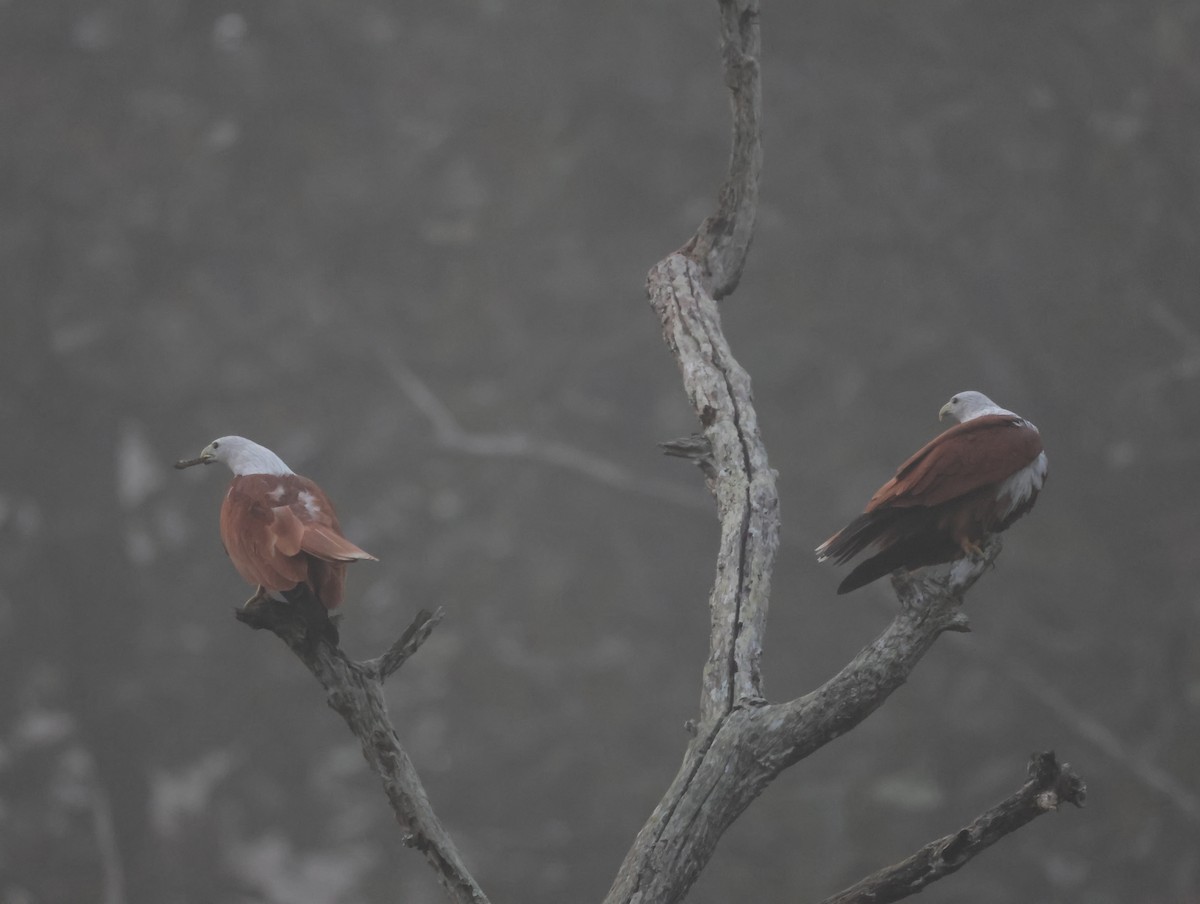 Браминский коршун - ML647611378