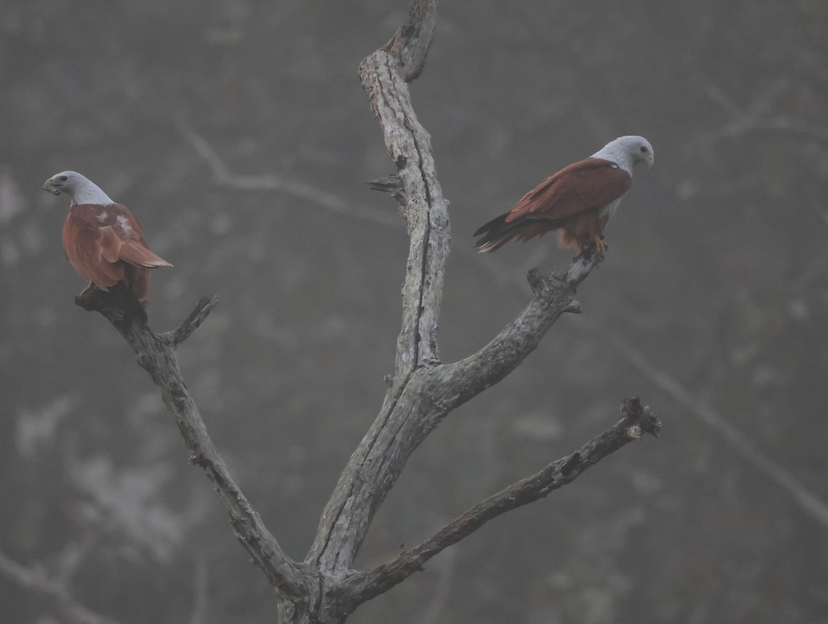 Браминский коршун - ML647611379