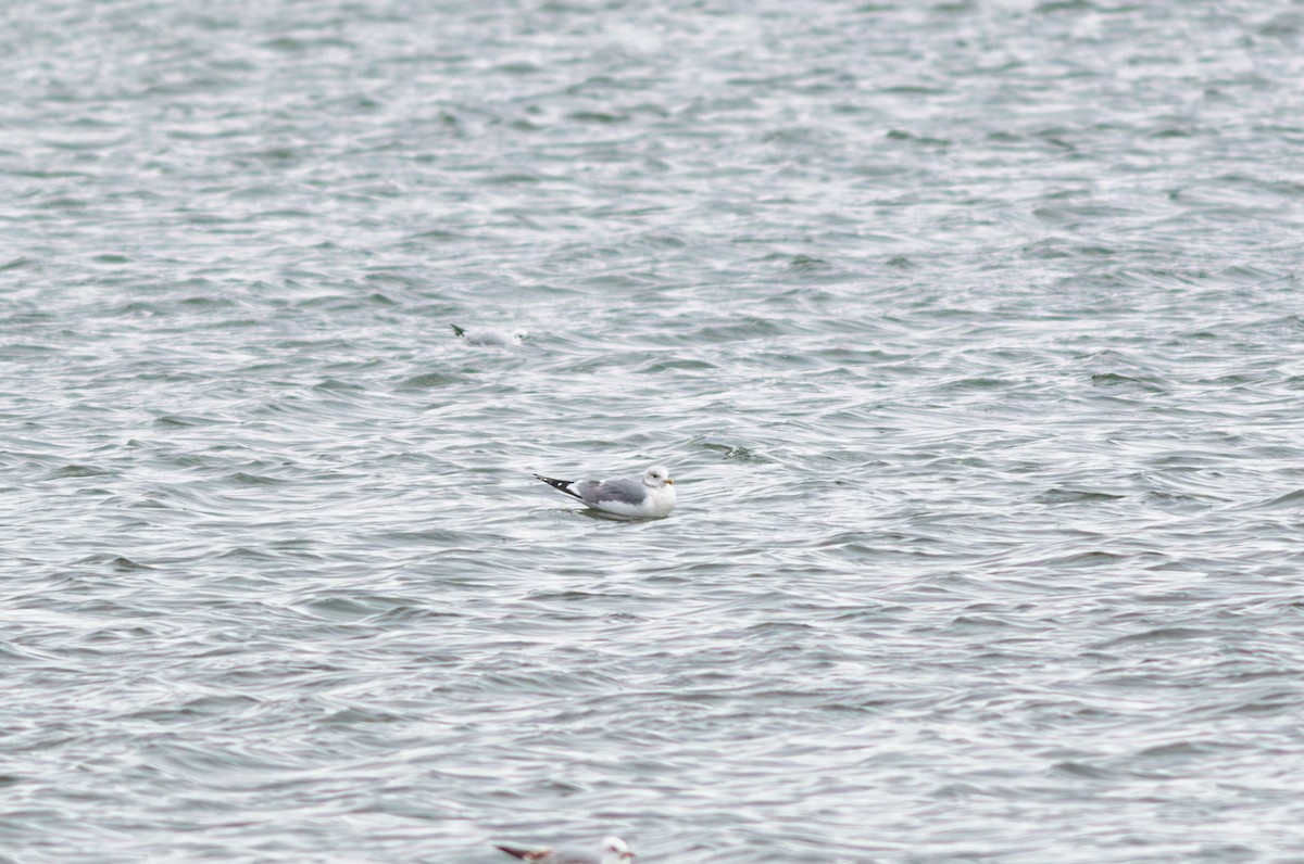 Сизая чайка - ML647611380