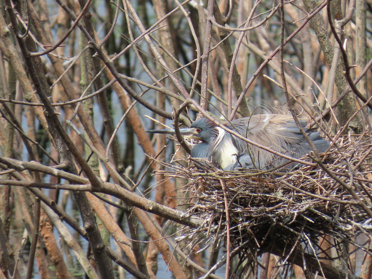 Трёхцветная цапля - ML647611382