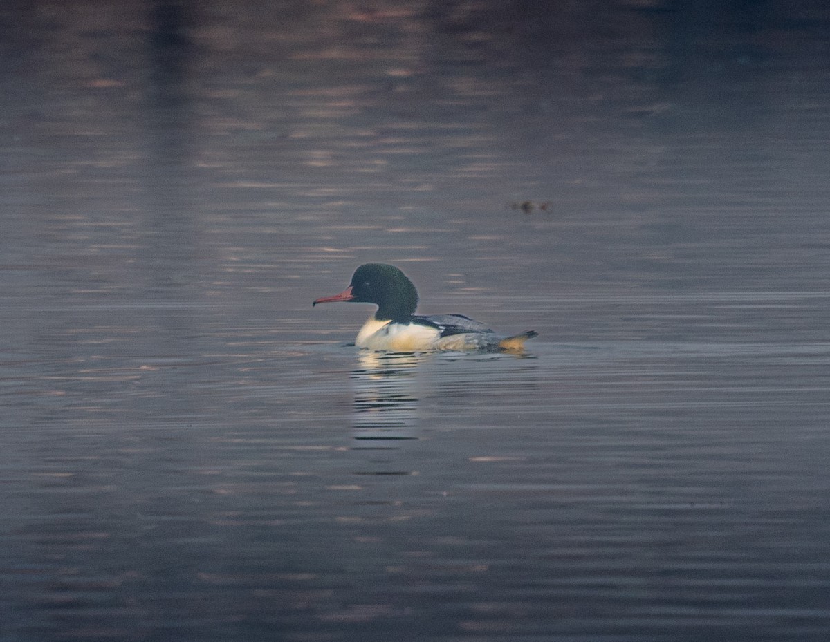 Большой крохаль - ML647611383