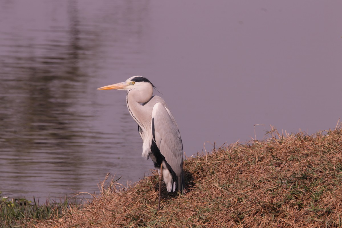 Серая цапля - ML647611384