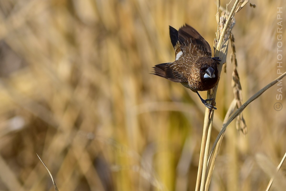 Острохвостая муния - ML647611386