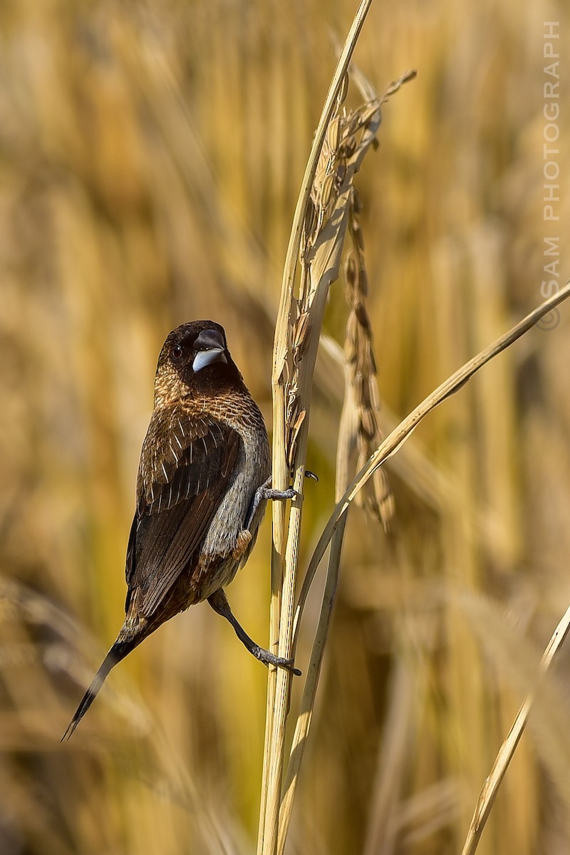 Острохвостая муния - ML647611387