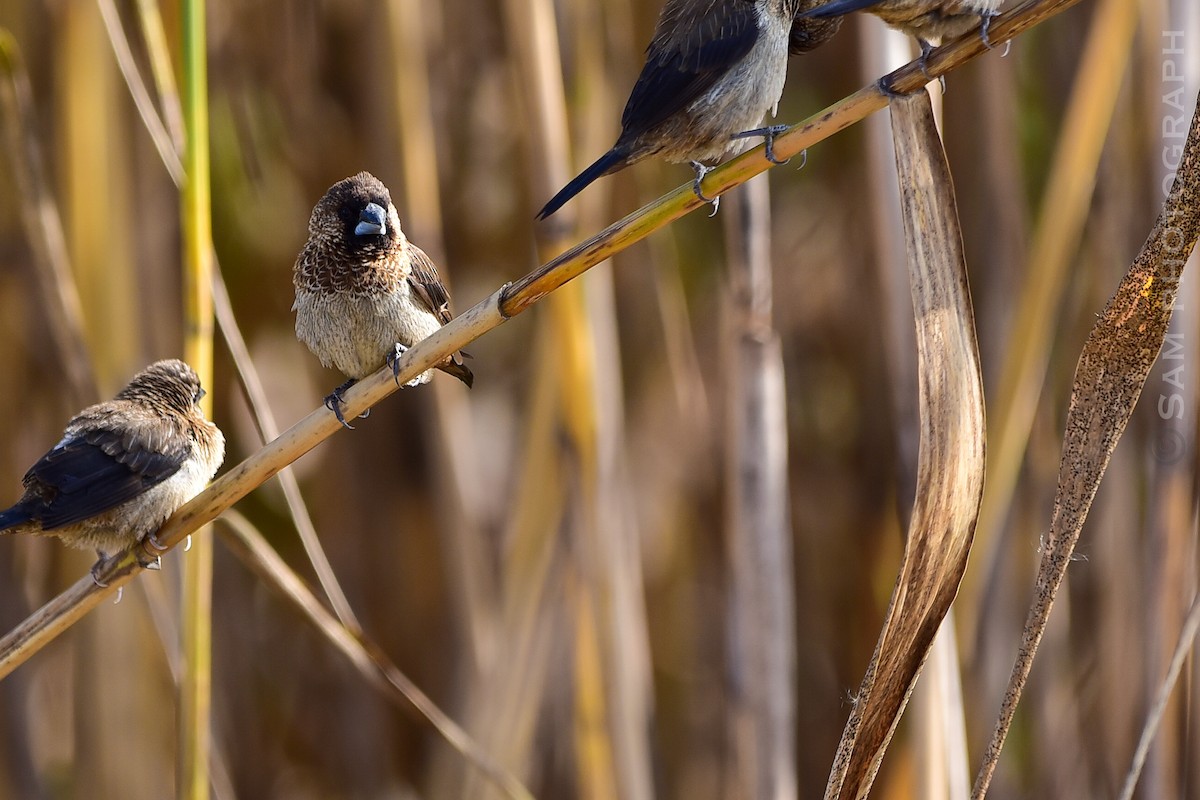 Острохвостая муния - ML647611388