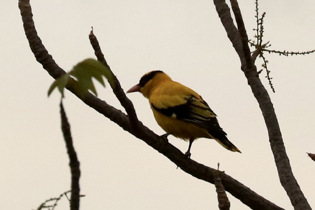 Китайская иволга - ML647611389