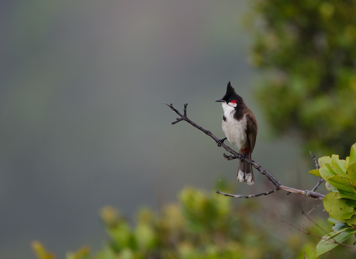 בולבול אדום-שפם - ML647611394