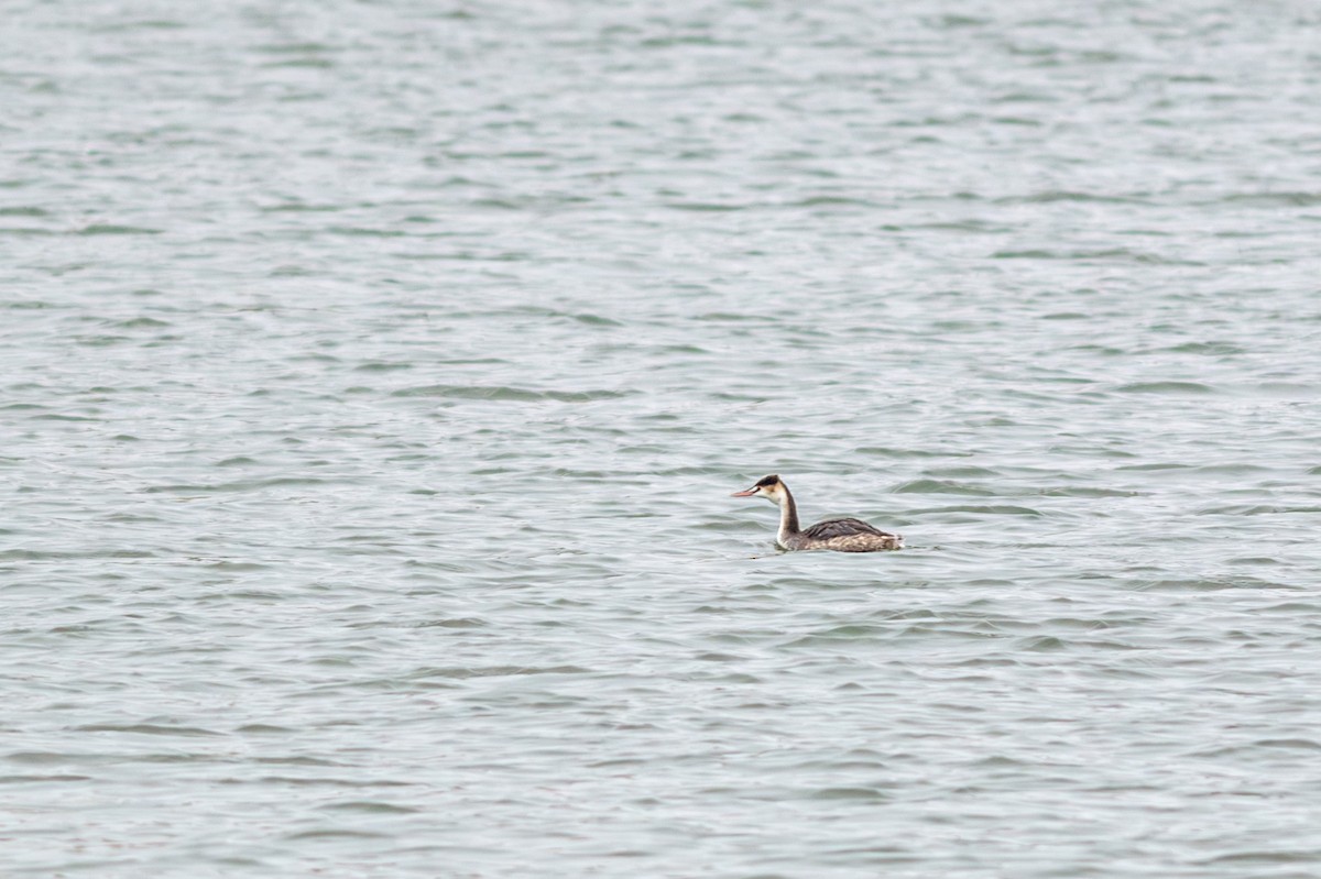 Чомга - ML647611397