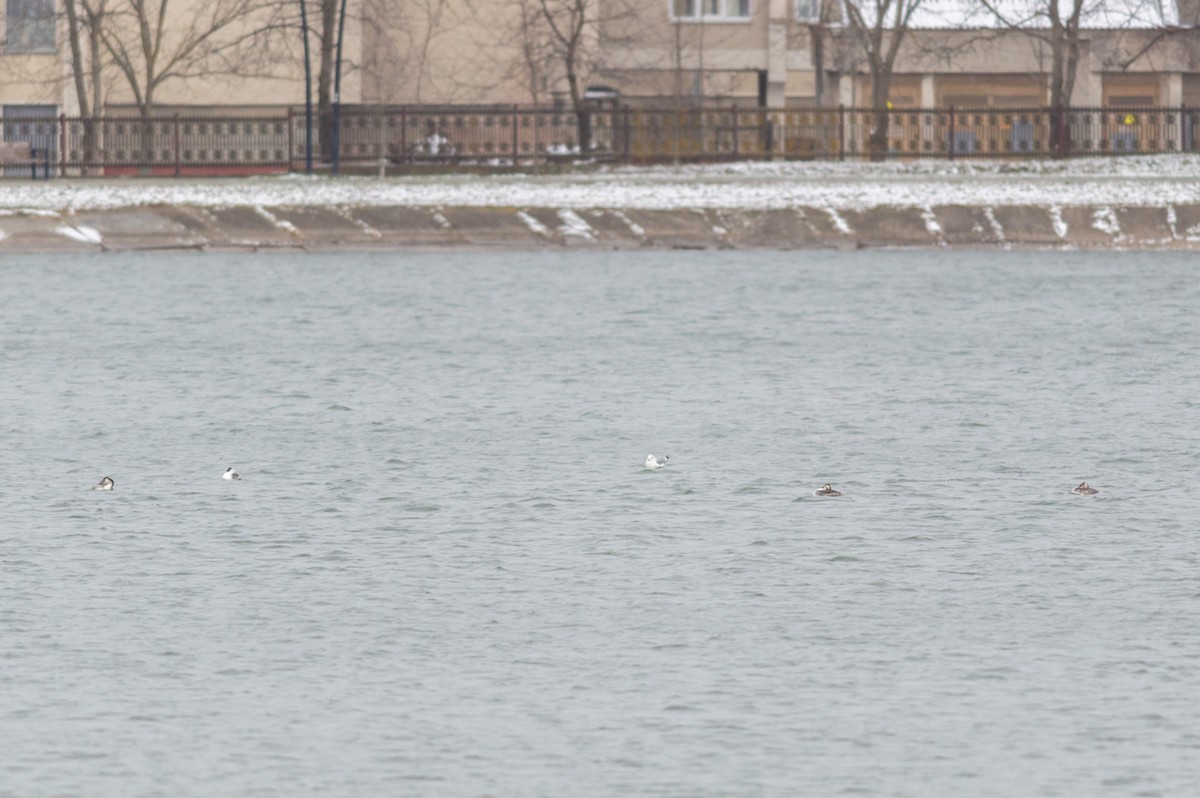 Чомга - ML647611398