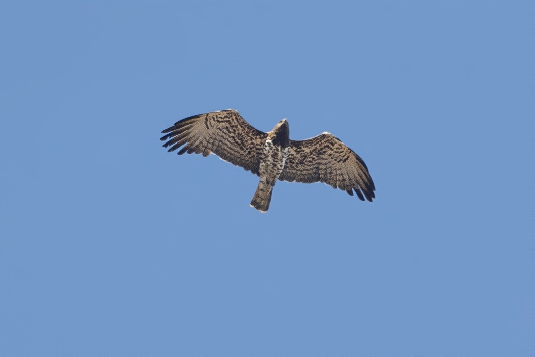 Short-toed Snake-Eagle - ML647611400