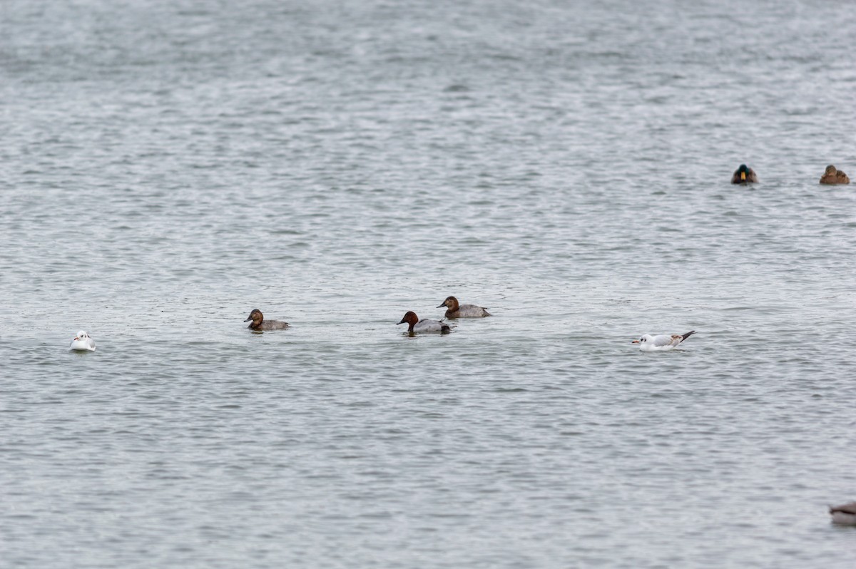 Красноголовый нырок - ML647611401