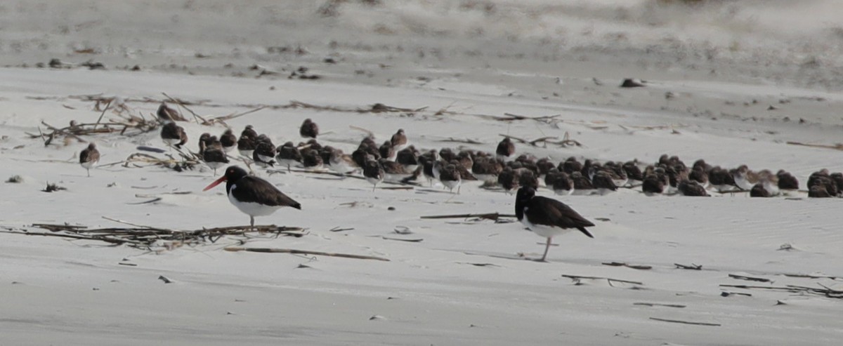 שלצדף אמריקני - ML647611422