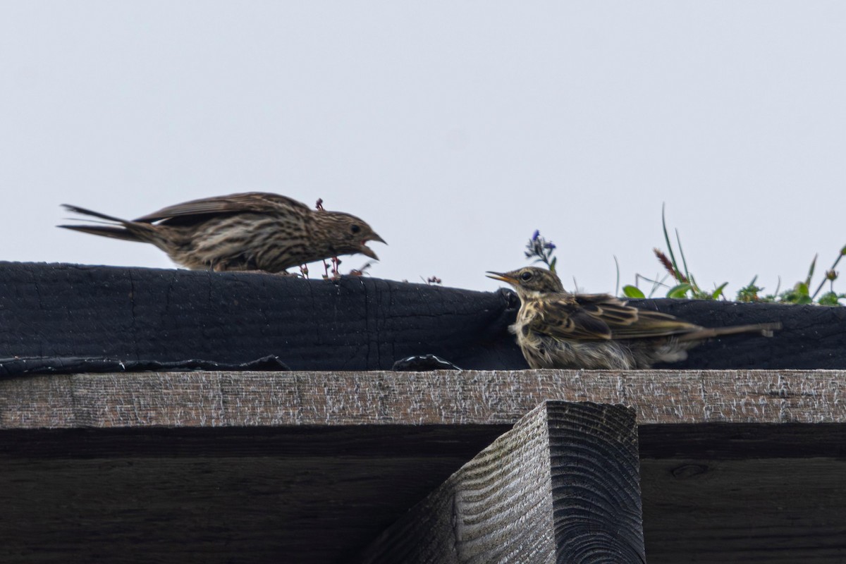 Himalayan Beautiful Rosefinch - ML647611423