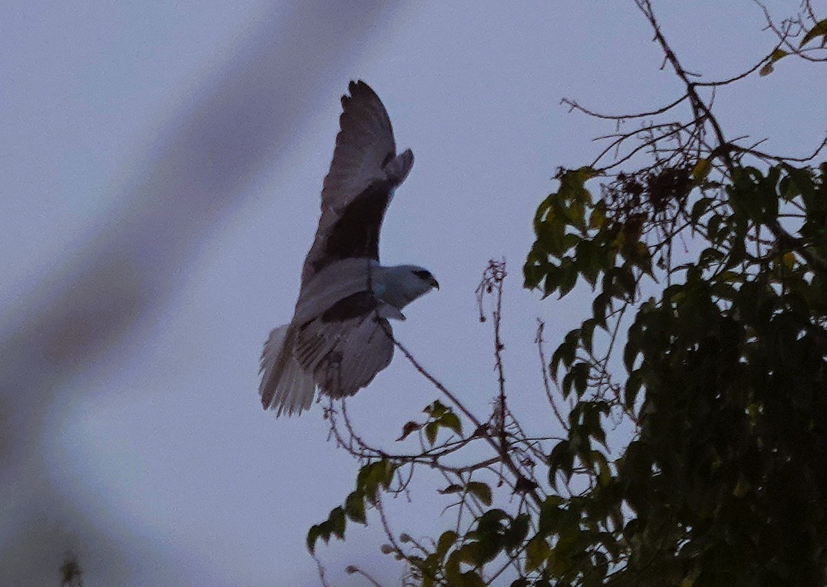 דאה שחורת-כתף - ML647611424