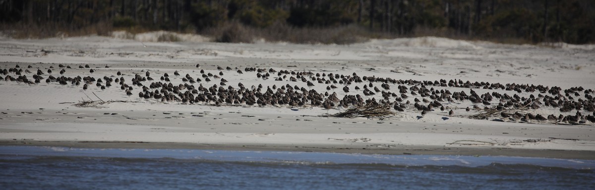 חופית אלפינית - ML647611425