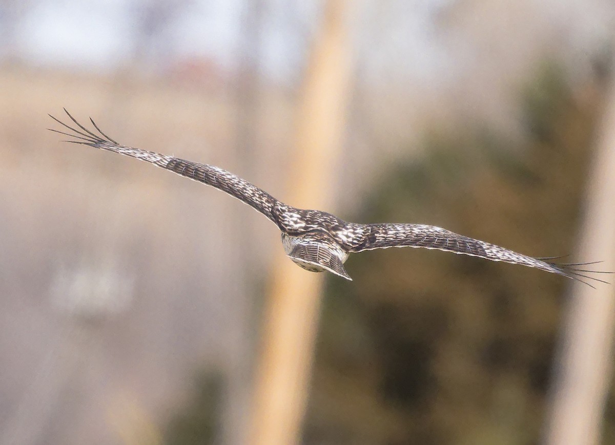 Red-tailed Hawk (borealis) - ML647611426