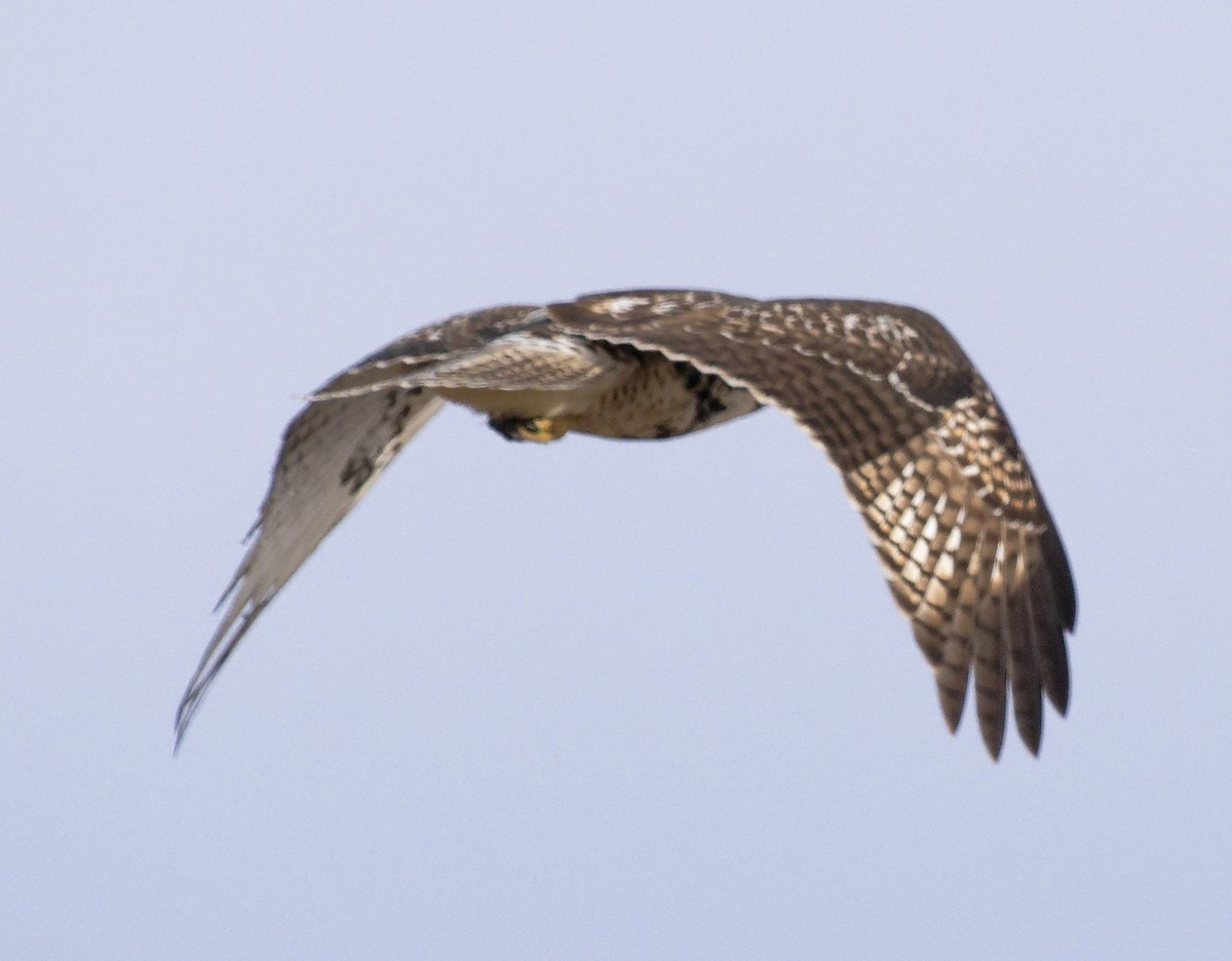 Red-tailed Hawk (borealis) - ML647611427