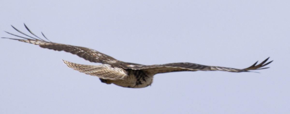 Red-tailed Hawk (borealis) - ML647611428