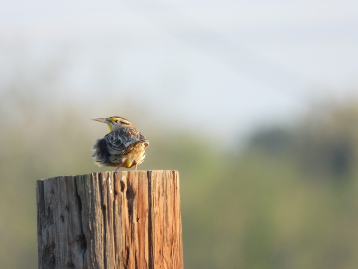 Eastern Meadowlark - ML647611429