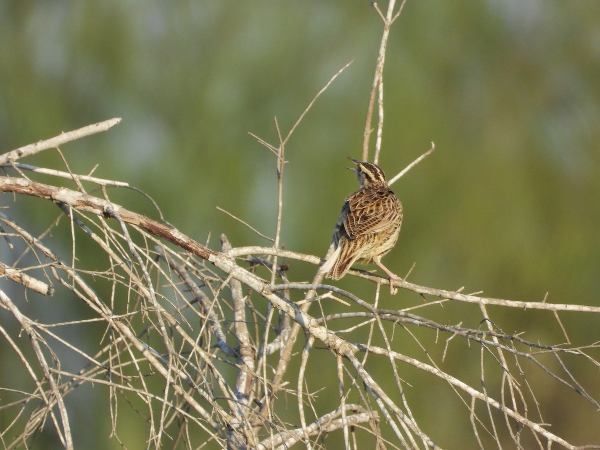 Eastern Meadowlark - ML647611430