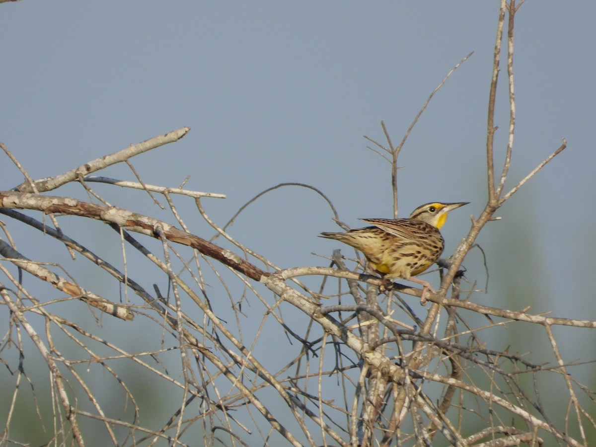 Eastern Meadowlark - ML647611431