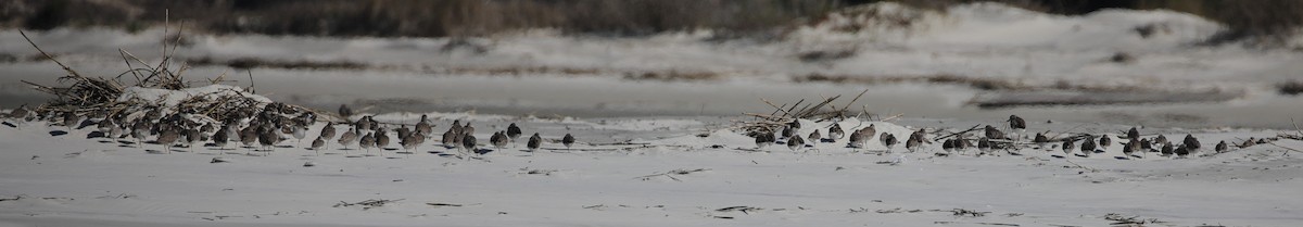 חופית אלפינית - ML647611432