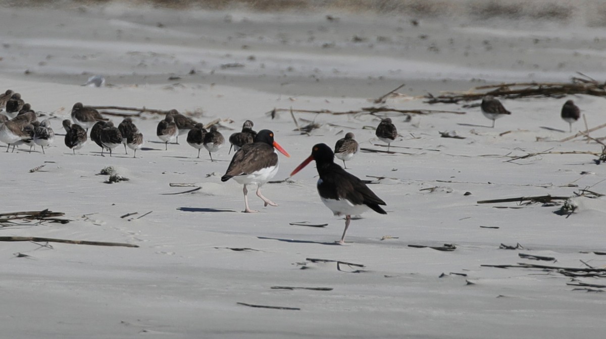 שלצדף אמריקני - ML647611433