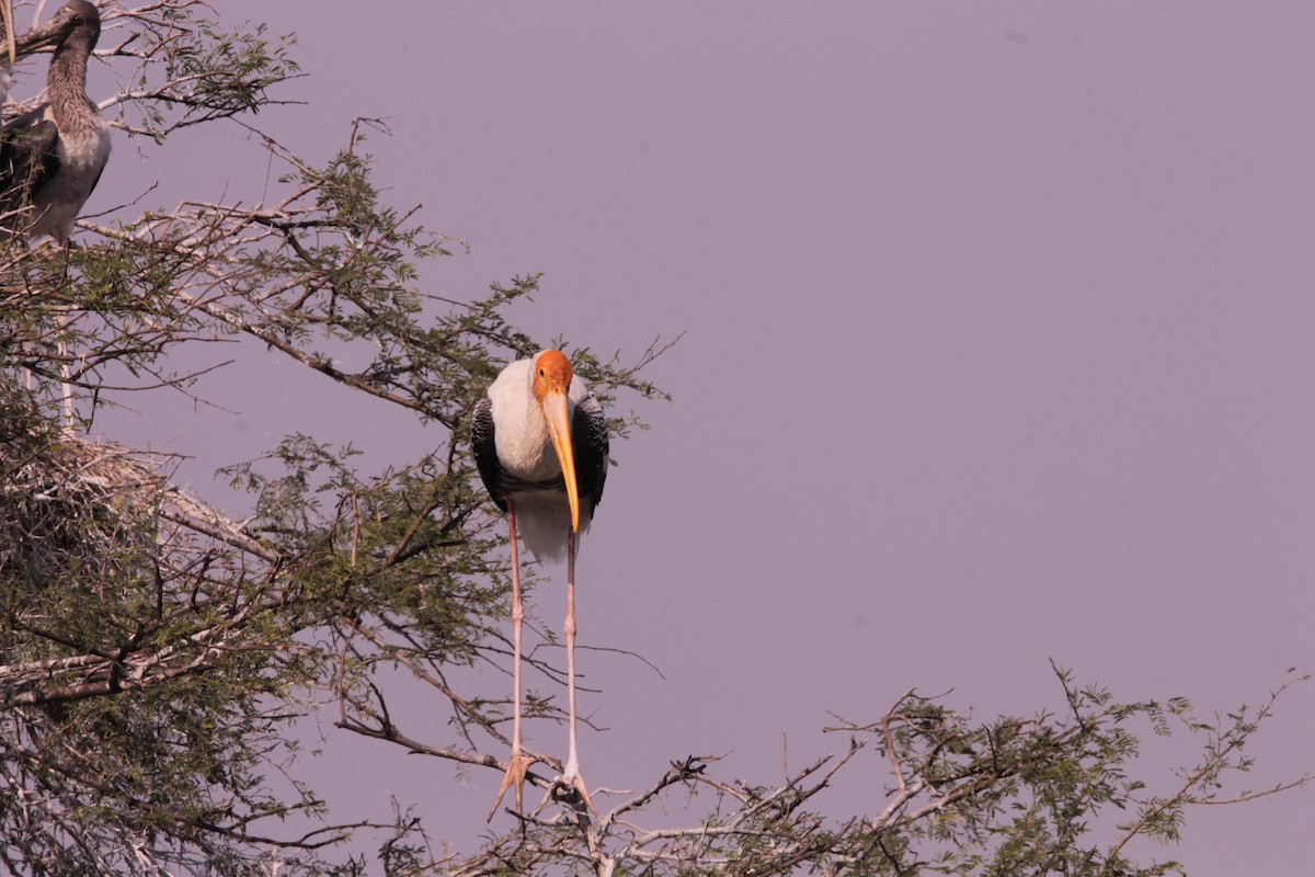Painted Stork - ML647611434