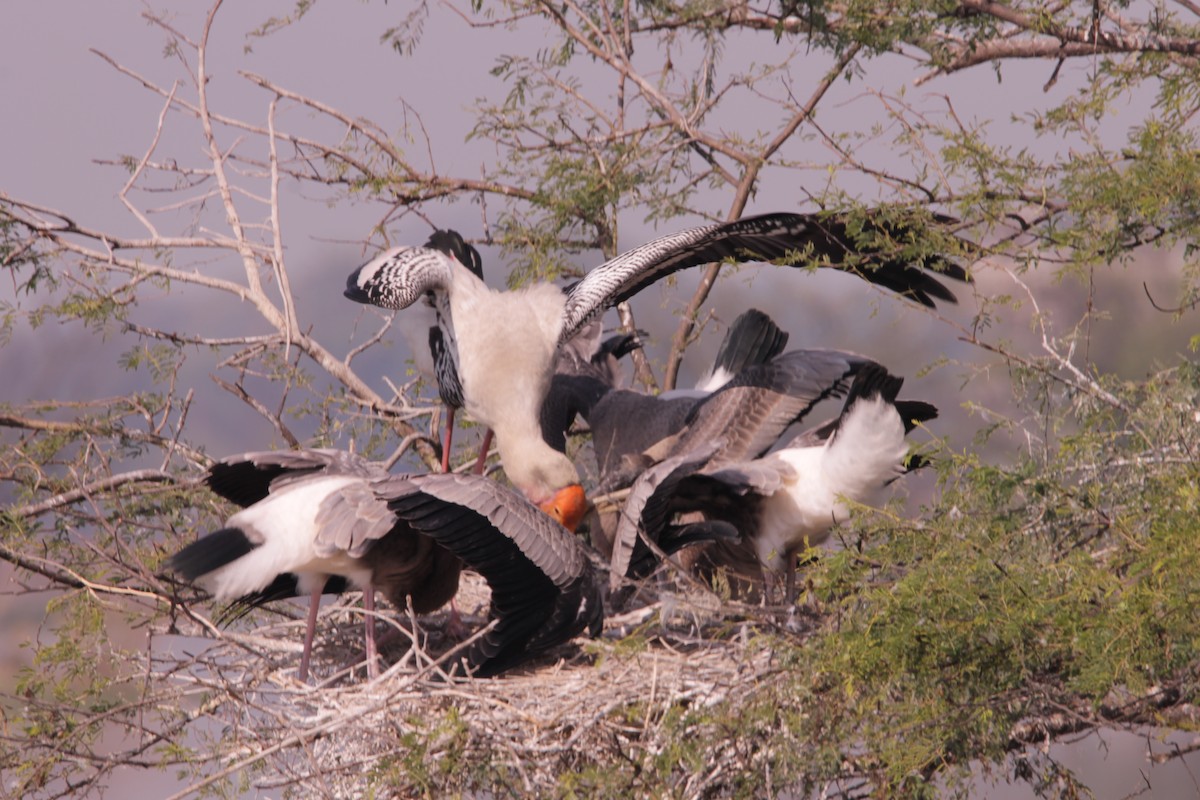 Painted Stork - ML647611435