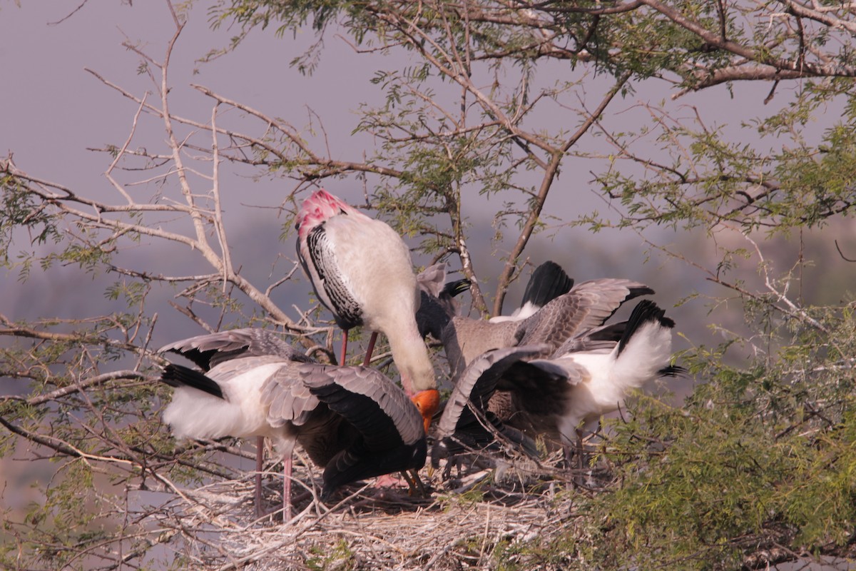 Painted Stork - ML647611436
