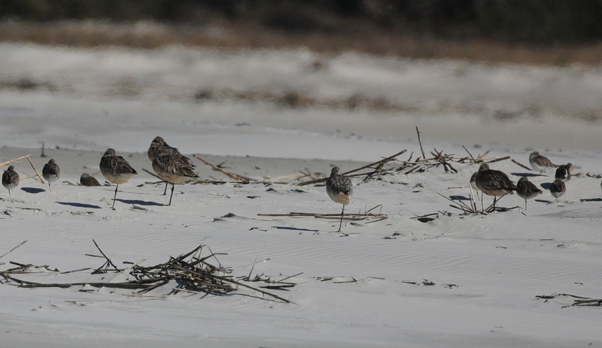 Marbled Godwit - ML647611437