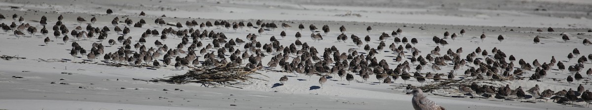 חופית אלפינית - ML647611441