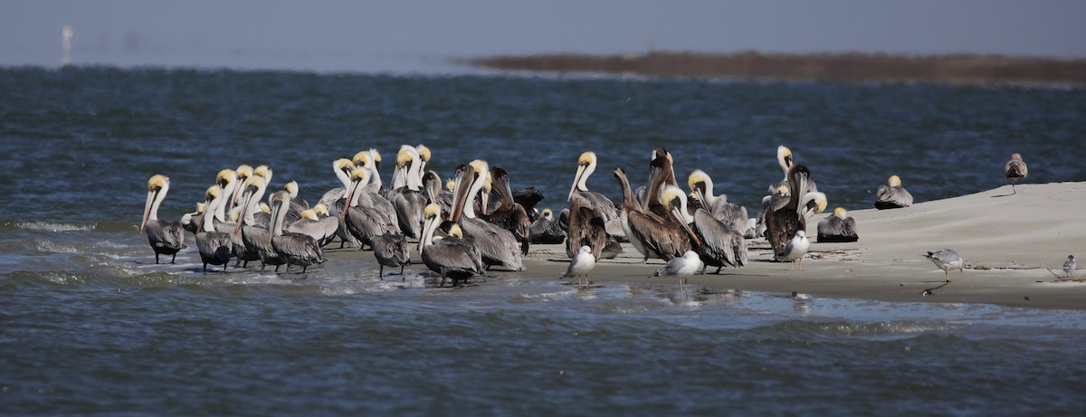 שקנאי חום - ML647611443