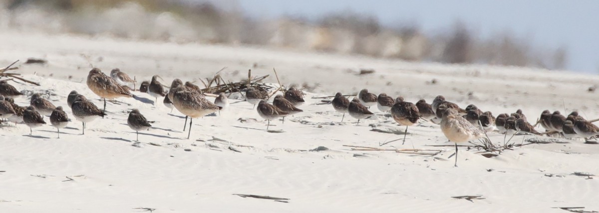 Marbled Godwit - ML647611444