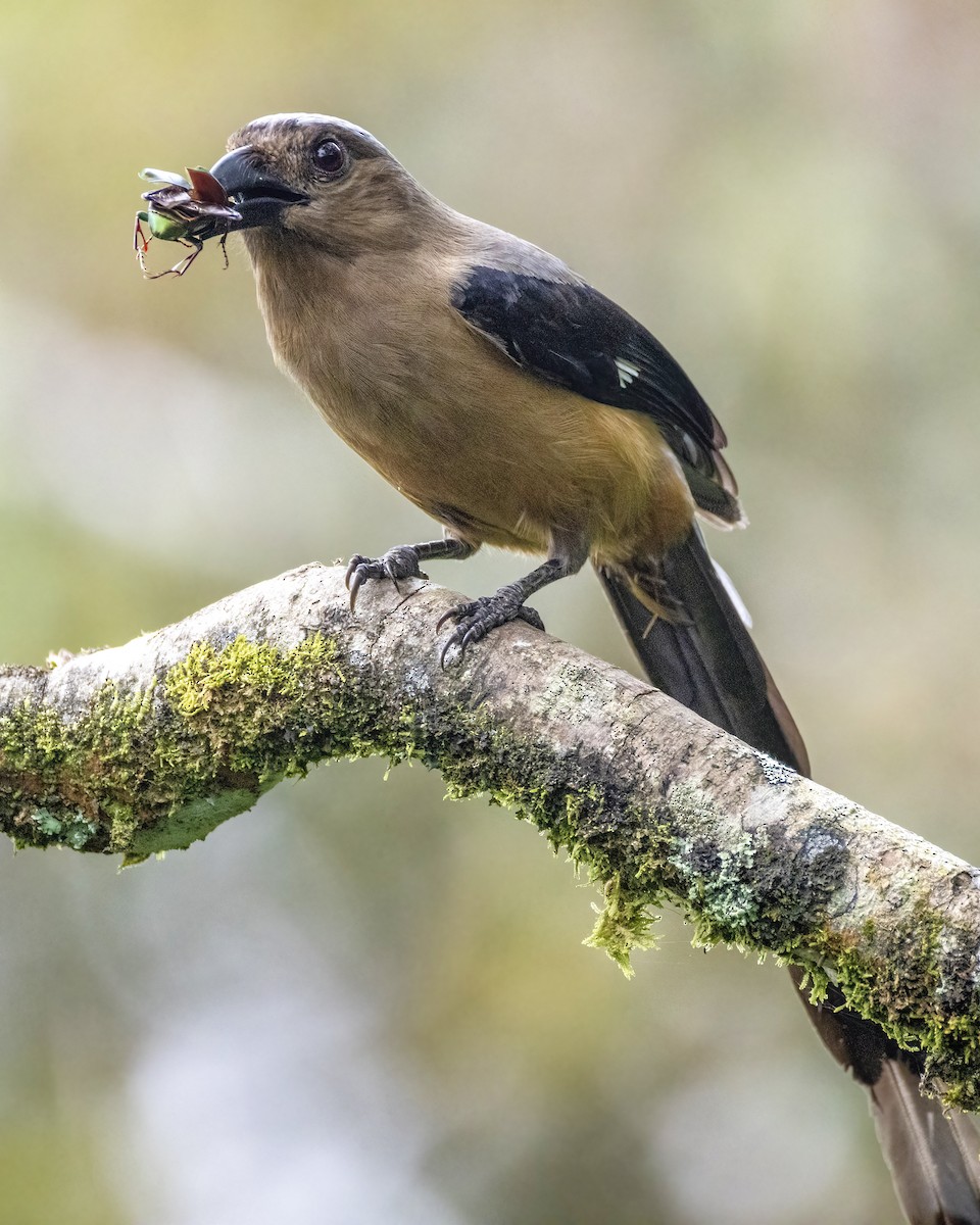 Bornean Treepie - ML647611445