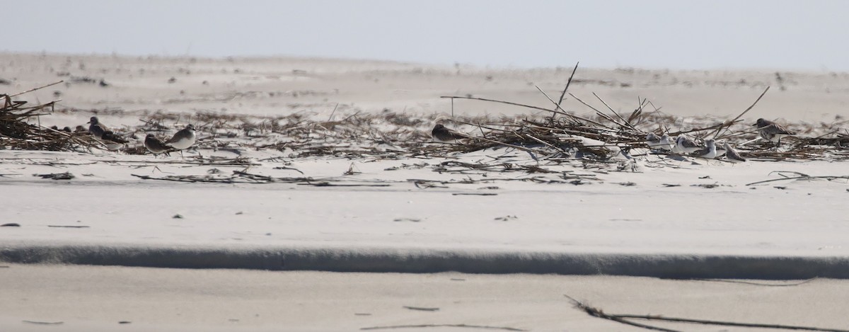 חופזי מנומר - ML647611446