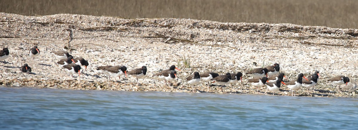 שלצדף אמריקני - ML647611452
