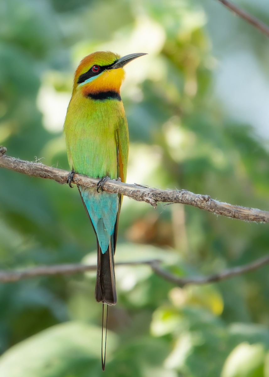 Rainbow Bee-eater - ML647611453