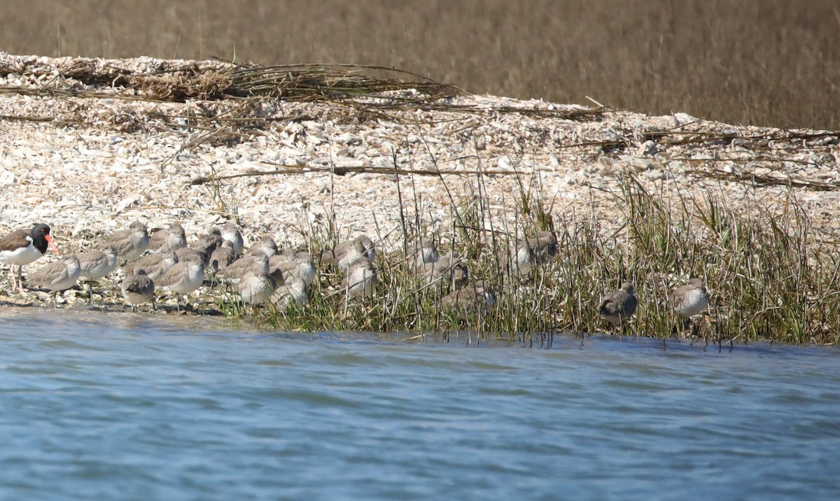 בבואן קרום-אצבעות - ML647611455