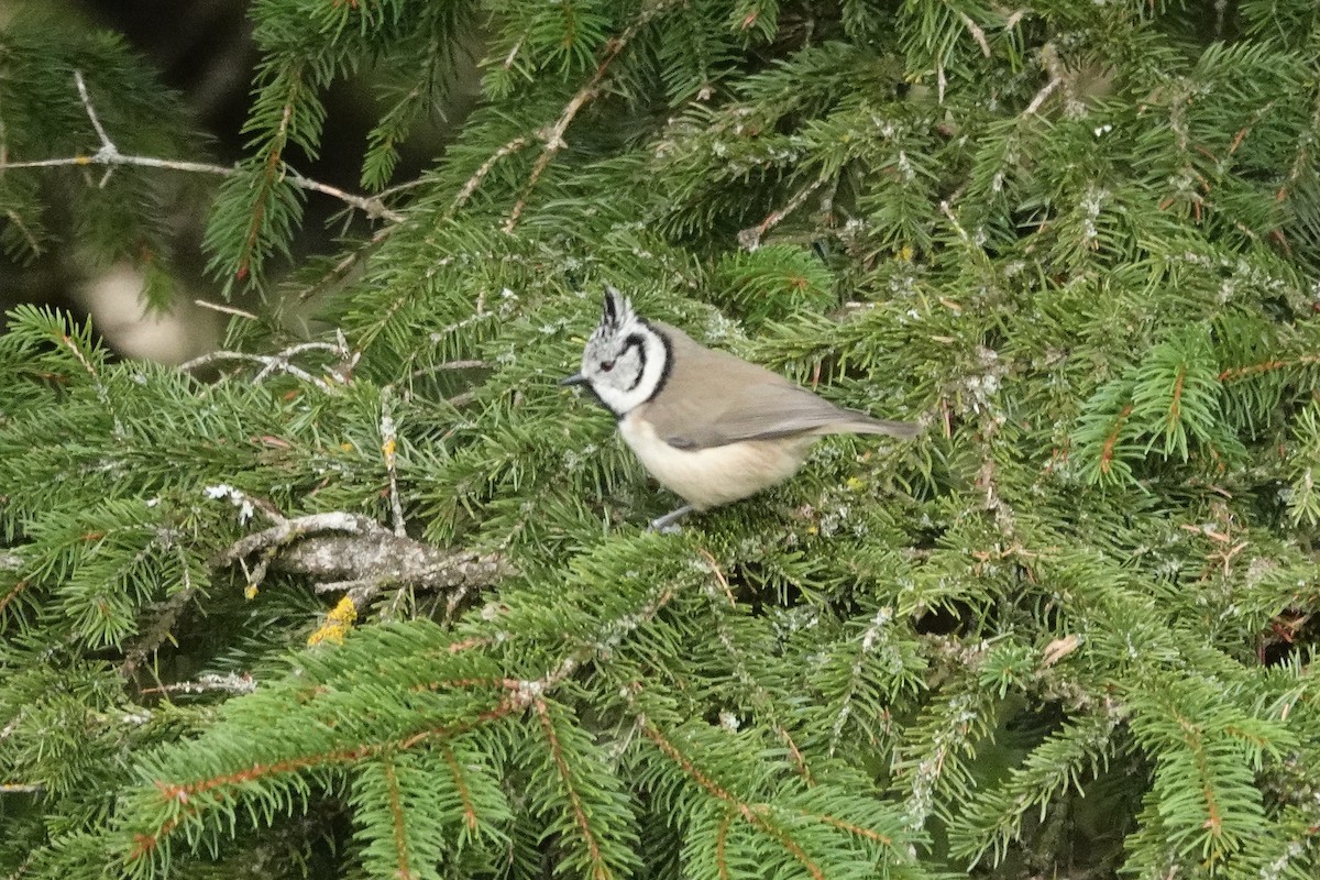 ירגזי מצויץ - ML647611457