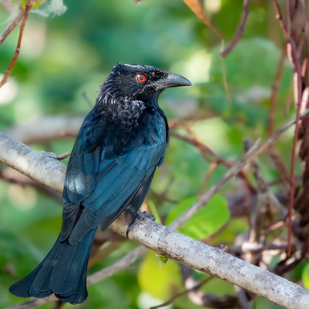 Spangled Drongo - ML647611458