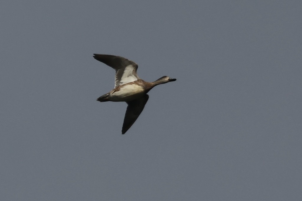 ברווז אמריקני - ML647611459