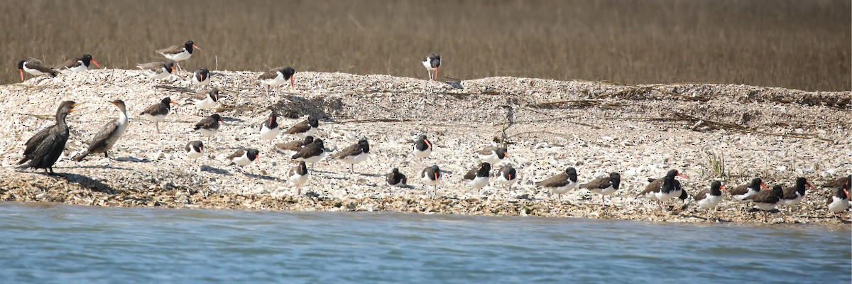 שלצדף אמריקני - ML647611460